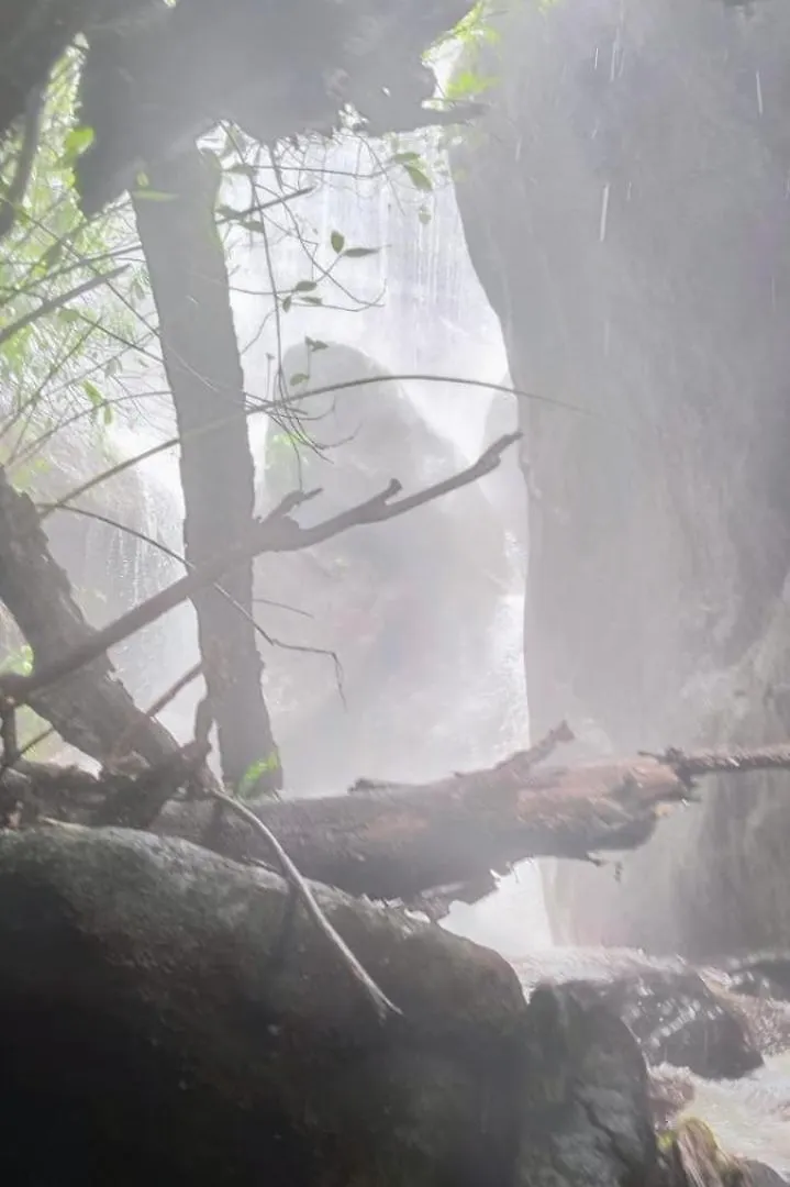 Ferns N' Falls Chinnakanal